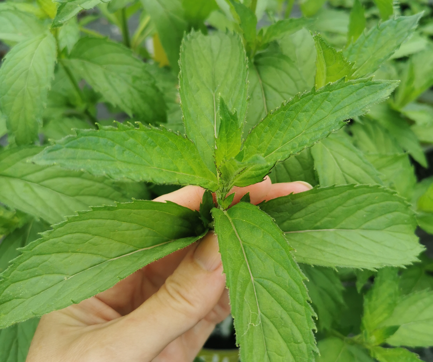 Mentha 'Chewing Gum' (mint 'Chewing Gum')